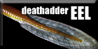 Deathadder EEL Big Series