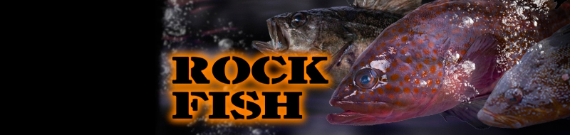 ROCK FISH