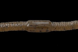 Green Pumpkin Pepper