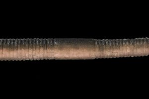 Natural Pro Blue (2 Tonos)