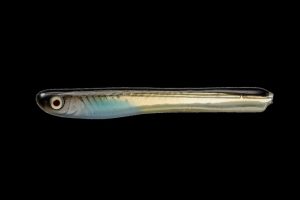 Noike Shad