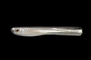 Reservoir Shad