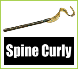 Spine Curly