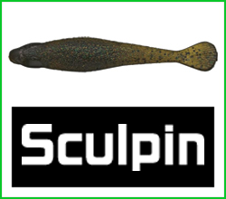 Sculpin